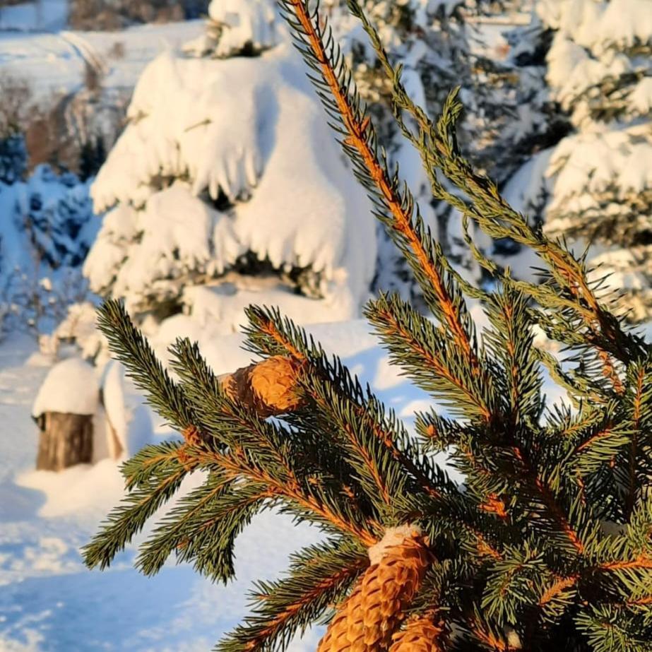 Chata Drewniana Stefanowka Slemien Exteriér fotografie